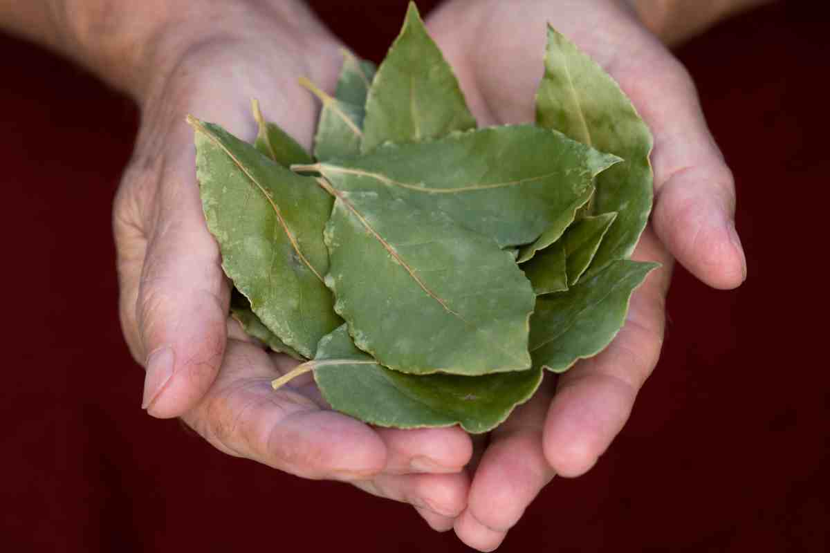 Fai bollire foglia alloro acqua risultati sconvolgenti